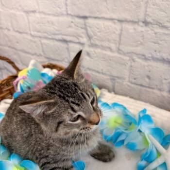 Miles -  Domestic Short Hair Cat for Adoption in Harrisonburg, Virginia - Miles | PetCurious
