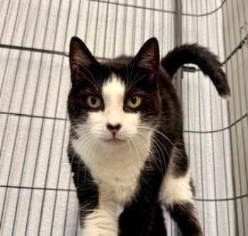 Domestic Short Hair Cats Available for Adoption - Gabriel | PetCurious