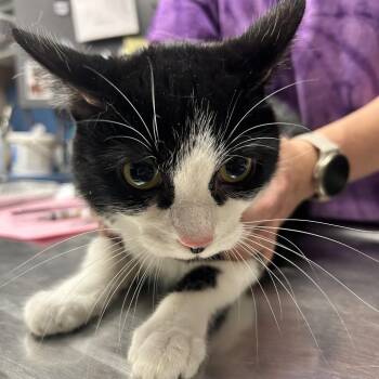 Millie AkA Mulan -  Domestic Short Hair and Mixed Breed Cat for Adoption in Newport, North Carolina - Millie AkA Mulan | PetCurious