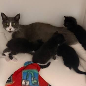 Moska -  Domestic Short Hair Cat for Adoption in Woodbury, New Jersey - Moska | PetCurious