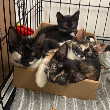 Mermaid Man -  Domestic Short Hair Cat for Adoption in Philadelphia, Pennsylvania - Mermaid Man | PetCurious