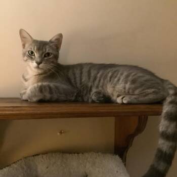 Mario -  Domestic Short Hair Cat for Adoption - Mario | PetCurious