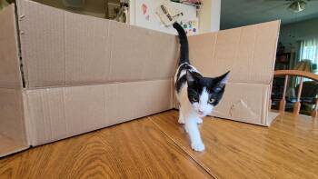 Rescue Domestic Short Hair Cats for Adoption in Fresno, California - Malt Ball | PetCurious