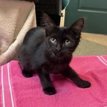 Bip -  Domestic Medium Hair Cat for Adoption in Pasadena, California - Bip | PetCurious