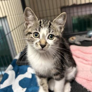 Prickly Pear -  Domestic Short Hair Cat for Adoption in Charleston, South Carolina - Prickly Pear | PetCurious
