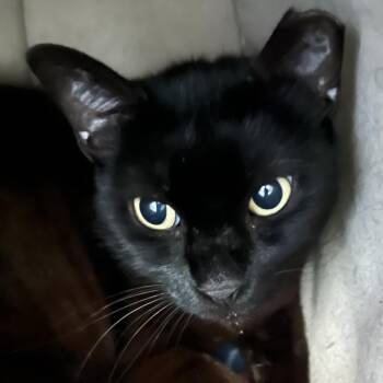 Domestic Short Hair Cats Available for Adoption in Sarasota, Florida - Sombrita | PetCurious