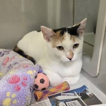 Spice -  Domestic Short Hair Cat for Adoption in Phoenixville, Pennsylvania - Spice | PetCurious