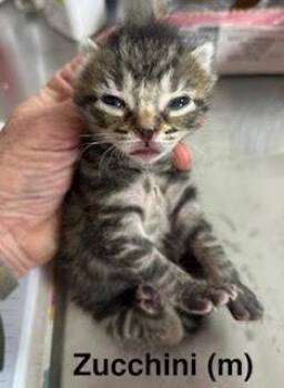 Zucchini -  Domestic Short Hair and Tabby Cat for Adoption in Saugerties, New York - Zucchini | PetCurious