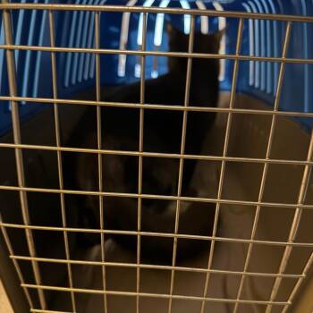 Neo -  Domestic Medium Hair Cat for Adoption in Greensboro, North Carolina - Neo | PetCurious