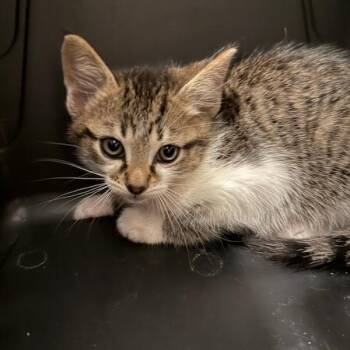 Butcher -  American Shorthair Cat for Adoption in Greenfield, Indiana - Butcher | PetCurious