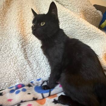 Rescue Domestic Short Hair Cats for Adoption in Brea, California - Cauldron | PetCurious