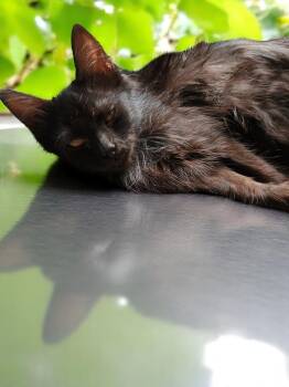 Rescue Turkish Angora Cats for Adoption in Biloxi, Mississippi - Classy | PetCurious