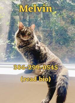 Rescue Maine Coon Cats for Adoption in Port Orange, Florida - MELVIN (read BIO) Maine Coon Mix | PetCurious