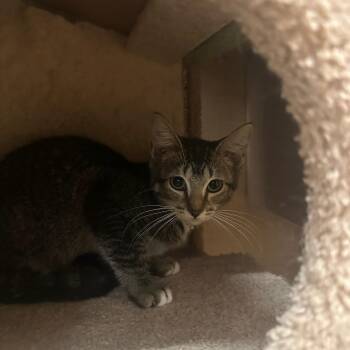 Lamb Chop -  Domestic Short Hair Cat for Adoption in Scottsdale, Arizona - Lamb Chop | PetCurious