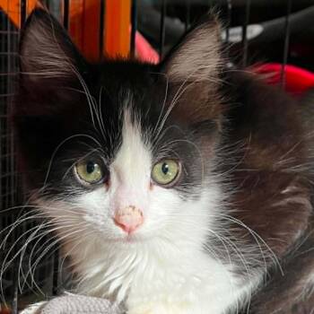 Domestic Medium Hair Cats Available for Adoption in Antioch, California - Jerrica | PetCurious