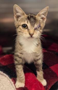 Ballagio -  Domestic Short Hair Cat for Adoption in Fresno, California - Ballagio | PetCurious