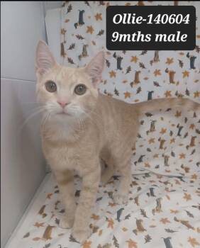 Domestic Short Hair and Tabby Cats Available for Adoption in New York, New York - Ollie *foster Needed*  | PetCurious
