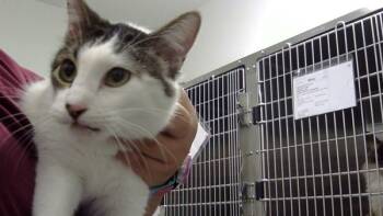 Rescue Domestic Short Hair Cats for Adoption - Jet | PetCurious