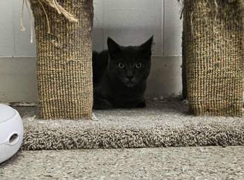 Rescue Domestic Short Hair Cats for Adoption in Wapakoneta, Ohio - Grayson | PetCurious