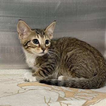SQUEAK -  Domestic Medium Hair Cat for Adoption in Tallahassee, Florida - SQUEAK | PetCurious