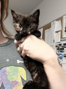Coconut -  Domestic Short Hair Cat for Adoption in Bolivar, Missouri - Coconut | PetCurious