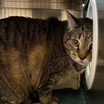 Plentiful Peach -  Domestic Short Hair Cat Available for Adoption in Asheville, North Carolina - Plentiful Peach | PetCurious