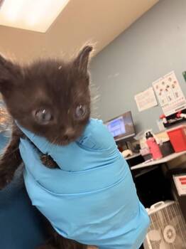 PAUL D -  Domestic Short Hair Cat for Adoption in Riverside, California - PAUL D | PetCurious