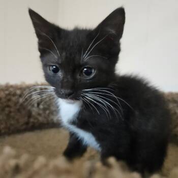 Leia -  Domestic Short Hair Cat for Adoption in Huntsville, Alabama - Leia | PetCurious