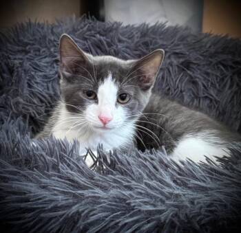 Hicks -  Domestic Short Hair Cat for Adoption in Hampton, Virginia - Hicks | PetCurious
