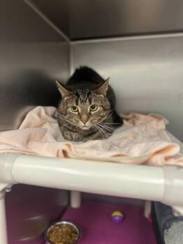 Domestic Short Hair Cats Available for Adoption in Bowling Green, Ohio - Nerf | PetCurious