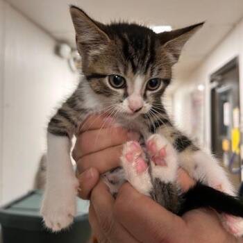PIPER-30683 -  Domestic Short Hair Cat for Adoption in Memphis, Tennessee - PIPER-30683 | PetCurious