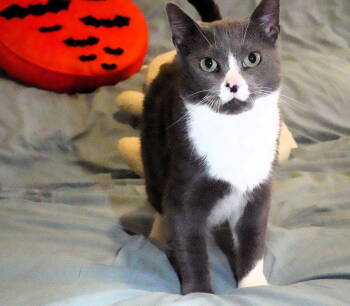 Rescue Domestic Short Hair Cats for Adoption in Philadelphia, Pennsylvania - Danvers | PetCurious