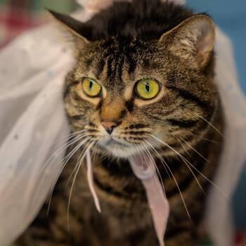 Miss Kitty -  Domestic Short Hair Cat for Adoption in Alexandria, Indiana - Miss Kitty | PetCurious
