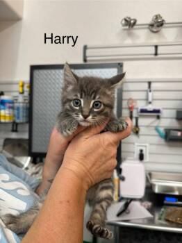 Harry -  Tabby Cat Available for Adoption in St. George, Utah - Harry | PetCurious