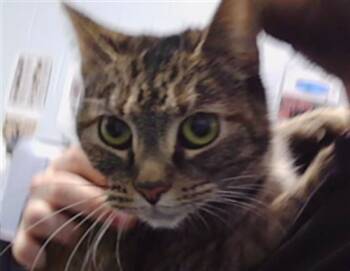 Domestic Short Hair Cats Available for Adoption in Charlotte, North Carolina - PICKLE | PetCurious