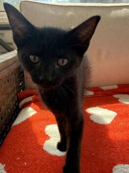 Sandor -  Domestic Short Hair Cat for Adoption in Hobart, Indiana - Sandor | PetCurious