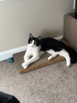 Dory -  Domestic Medium Hair Cat for Adoption in Topeka, Kansas - Dory | PetCurious