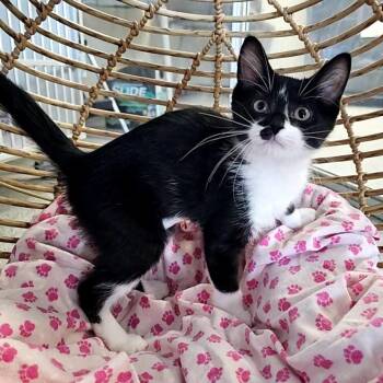 Vienna -  Domestic Short Hair Cat for Adoption in Monroe, Michigan - Vienna | PetCurious