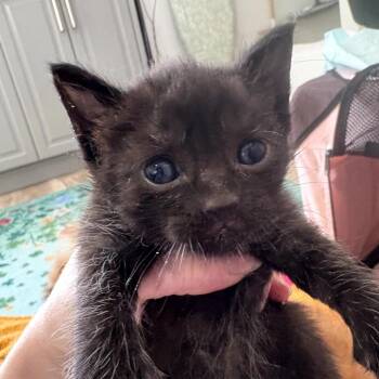 Domestic Short Hair Cats Available for Adoption in Long Beach, California - Squirtle | PetCurious