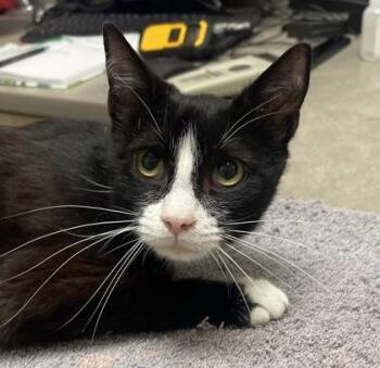 Billiards -  Domestic Short Hair Cat for Adoption in Westland, Michigan - Billiards | PetCurious