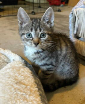 Rescue Domestic Short Hair Cats for Adoption in Camden, South Carolina - Mozzarella (Available For Pre-adoption) | PetCurious