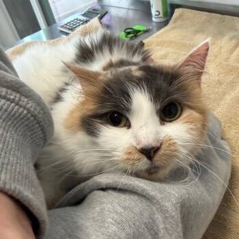 Domestic Long Hair Cats Available for Adoption in Mankato, Minnesota - Baby Boo | PetCurious