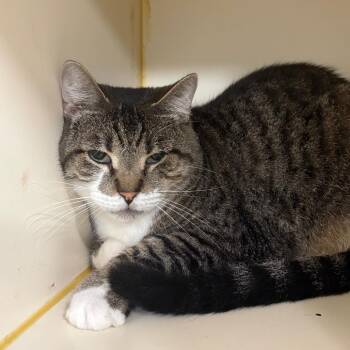 Marlowe -  Extra Toes Cat Hemingway Polydactyl and Domestic Short Hair Cat for Adoption in Tulsa, Oklahoma - Marlowe | PetCurious
