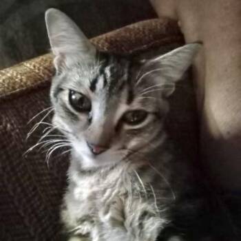 Domestic Short Hair Cats Available for Adoption - Marla | PetCurious