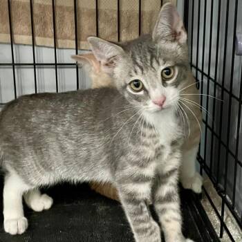 Zeno -  Domestic Short Hair Cat for Adoption in Fairmont, West Virginia - Zeno | PetCurious