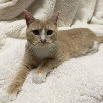 Domestic Short Hair Cats Available for Adoption - Hummingbird | PetCurious