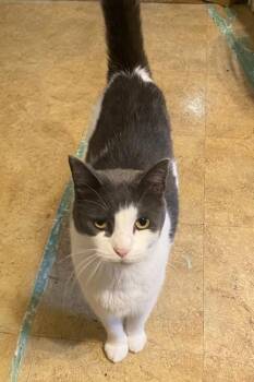 Batman -  American Shorthair Cat for Adoption in Creve Coeur, Missouri - Batman | PetCurious