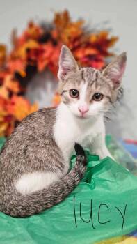 Rescue Domestic Short Hair Cats for Adoption in Morristown, Tennessee - Lucy | PetCurious