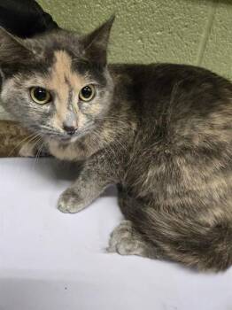 Domestic Short Hair Cats Available for Adoption in Indianapolis, Indiana - PRINCESS BUBBLEGUM | PetCurious