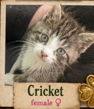 Domestic Short Hair Cats Available for Adoption in Mansfield, Texas - Cricket | PetCurious